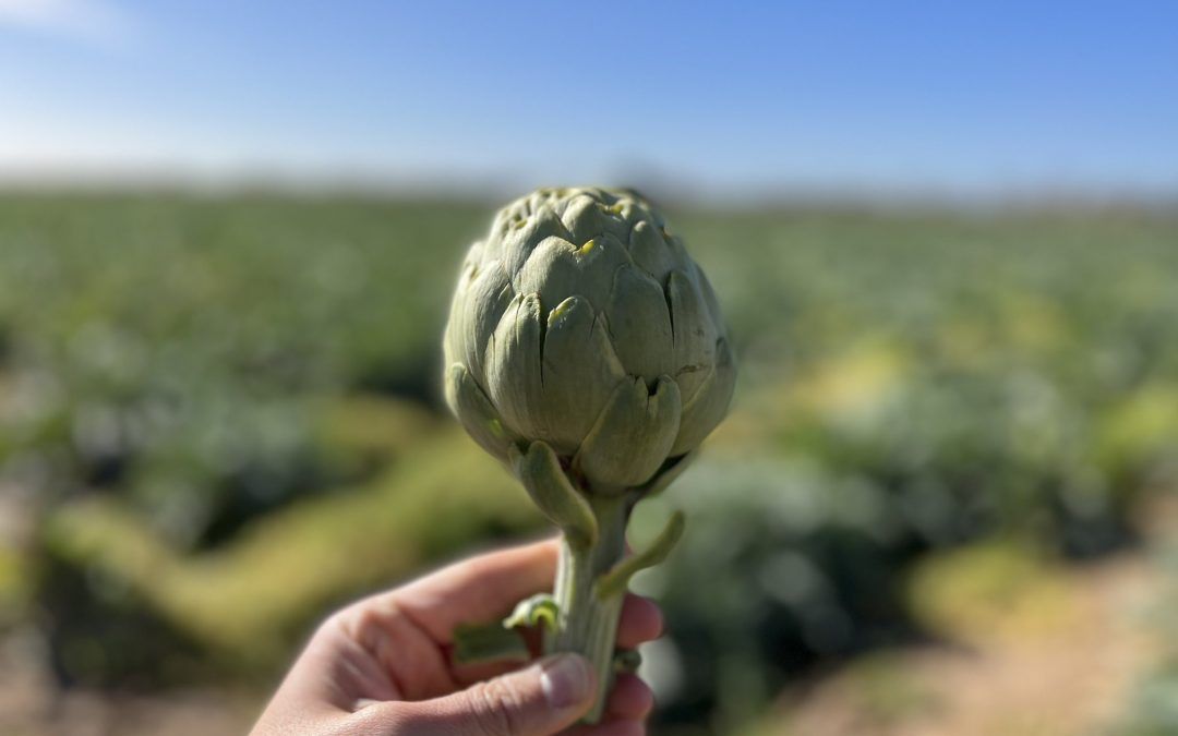 La Cooperativa Agrícola del Prat, per primer cop al Fòrum Gastronòmic