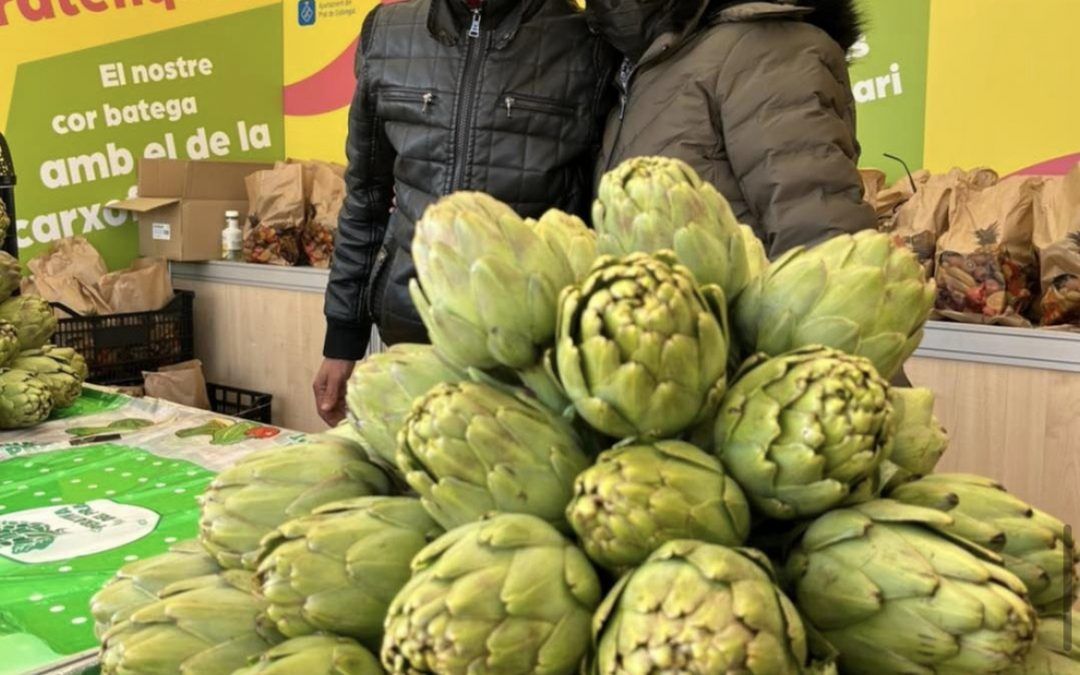 La producció de carxofa Prat arriba al seu moment àlgid