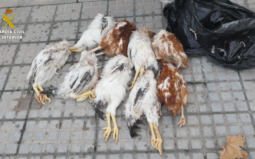 La Guardia Civil investiga a una persona como presunta autora de la muerte de animales para ritos de santería.