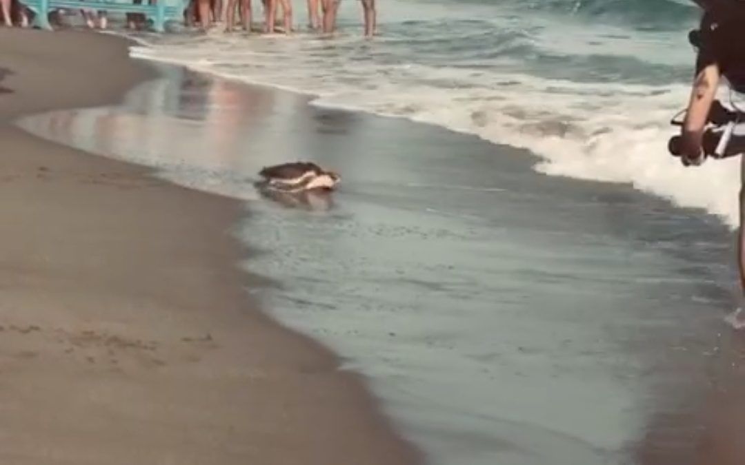 Alrededor de 300 voluntarios limpian la playa del Prat