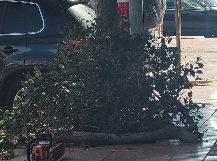 Árbol caído en Avenida Remolar