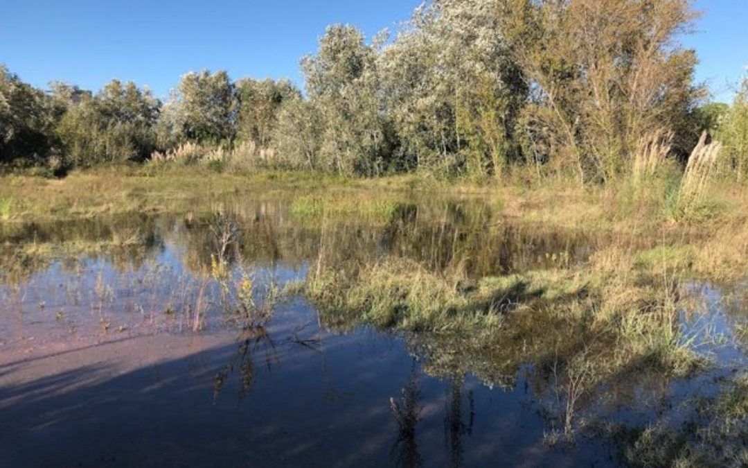 Denuncien l’endarreriment en l’execució de la ZEPA del delta del Llobregat