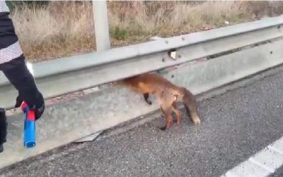 Los mossos rescatan a un zorro atrapado en una valla