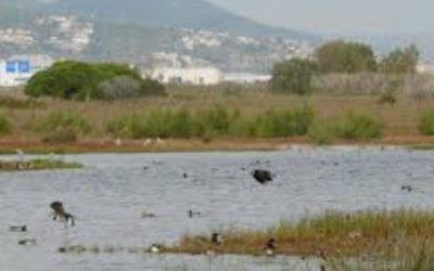 Organitzacions ecologistes reclamen al Govern de la Generalitat  que implementi  la Zona d’Especial Protecció per a les Aus (ZEPA)