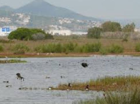 Organitzacions ecologistes reclamen al Govern de la Generalitat  que implementi  la Zona d’Especial Protecció per a les Aus (ZEPA)
