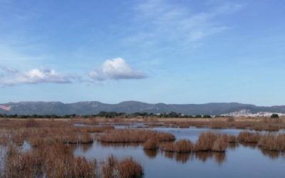 L’Agència Catalana de l’Aigua (ACA) impulsa mesures per a restaurar la maresma de les Filipines-Remolar, al delta del Llobregat