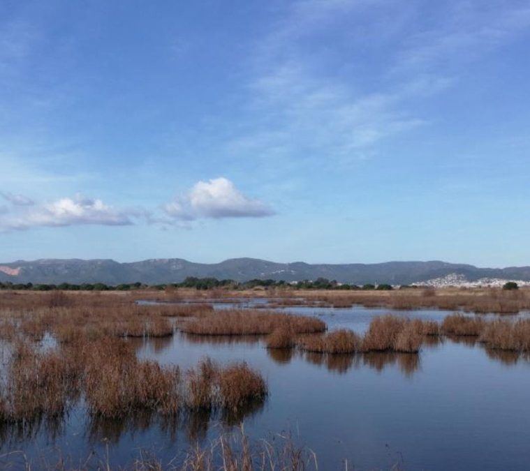 L’Agència Catalana de l’Aigua (ACA) impulsa mesures per a restaurar la maresma de les Filipines-Remolar, al delta del Llobregat