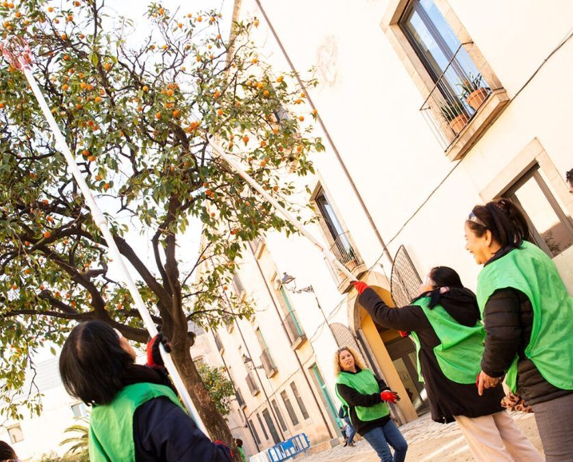 La Fundació Espigoladors presenta el projecte Urban(eat)a per promoure l’aprofitament alimentari dels fruits de l’arbrat urbà dels municipis del territori