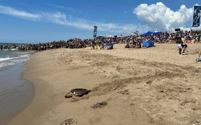 La Fundación CRAM devuelve 4 tortugas al mar