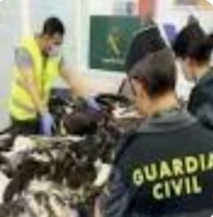 Detenido en el aeropuerto del Prat con 38 aves protegidas de África