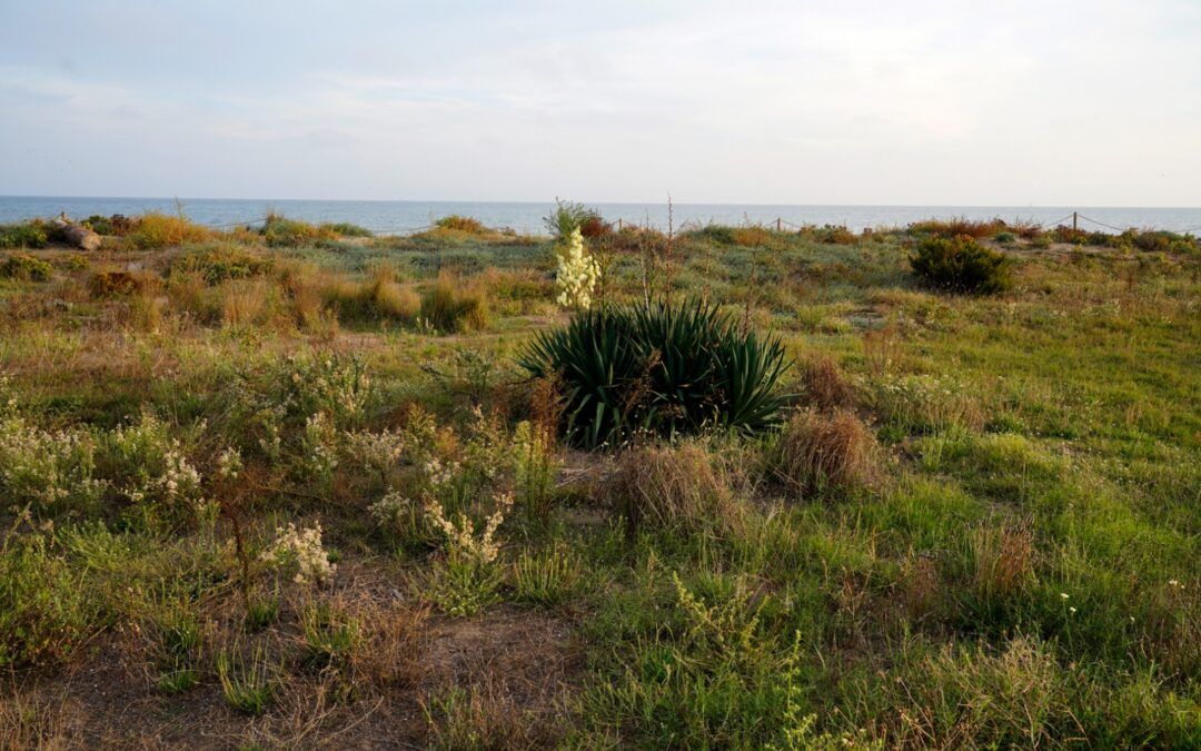 Postals del Prat