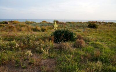 Postals del Prat