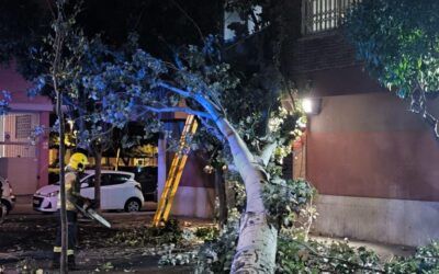 Cae un árbol en la Plaza Louis Braille y causa importantes daños en un edificio