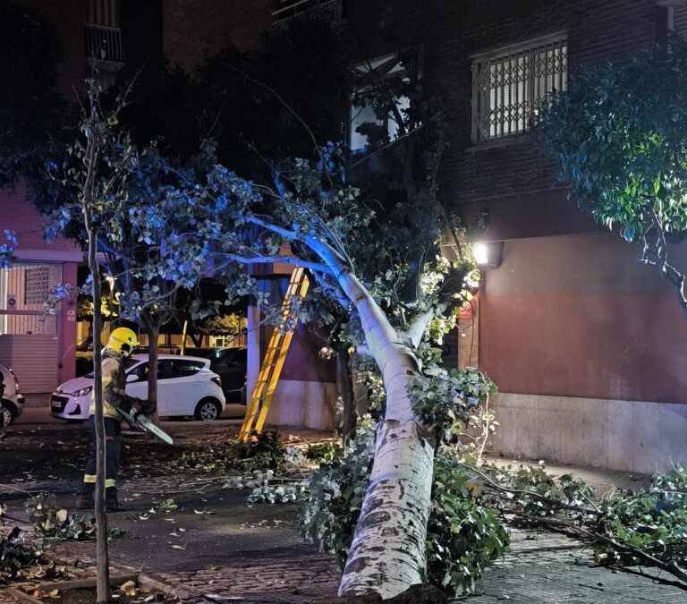 Cae un árbol en la Plaza Louis Braille y causa importantes daños en un edificio