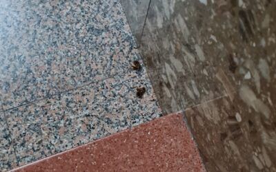 Plaga de cucarachas. Denuncia ciudadana
