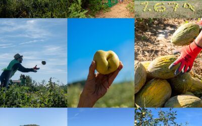 La Fundació Espigoladors recull més de 12.000 quilos de fruita i verdura en la 4a marató d’espigolades