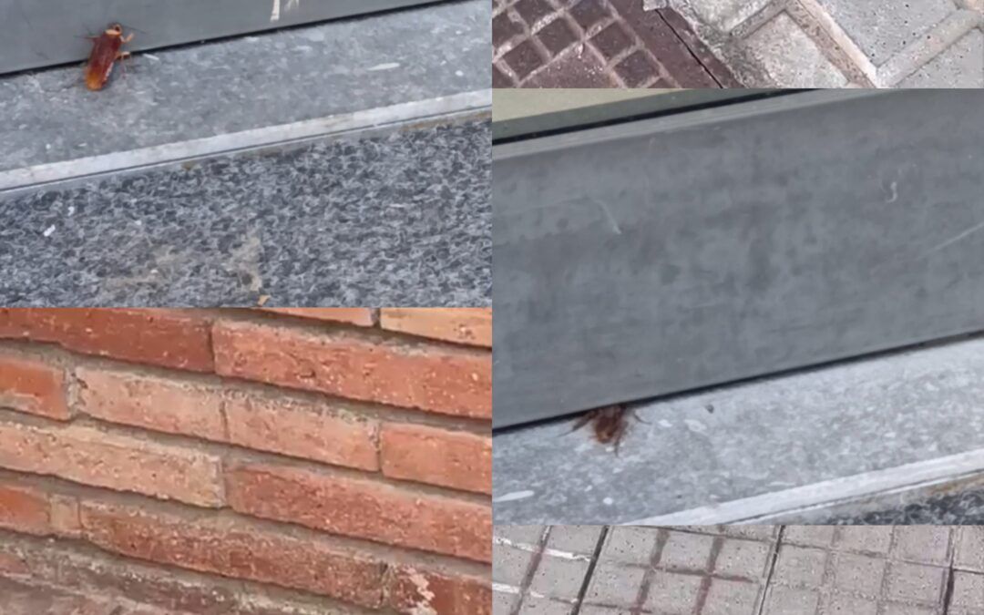 Carrers infectats de paneroles
