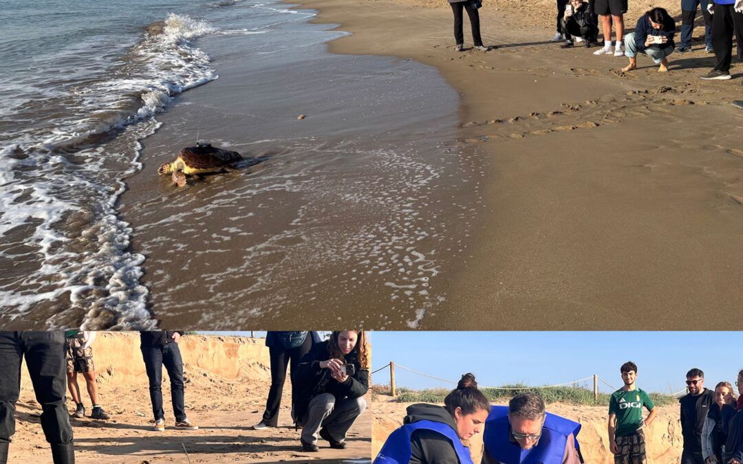 La tortuga Martina torna al mar després de mesos de recuperació