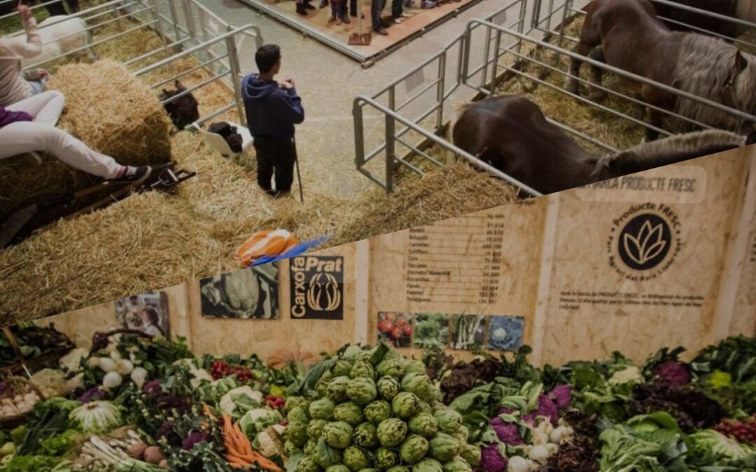 El Prat celebra la 51a edició de la Fira Avícola, un homenatge al Pota Blava i la Carxofa Prat
