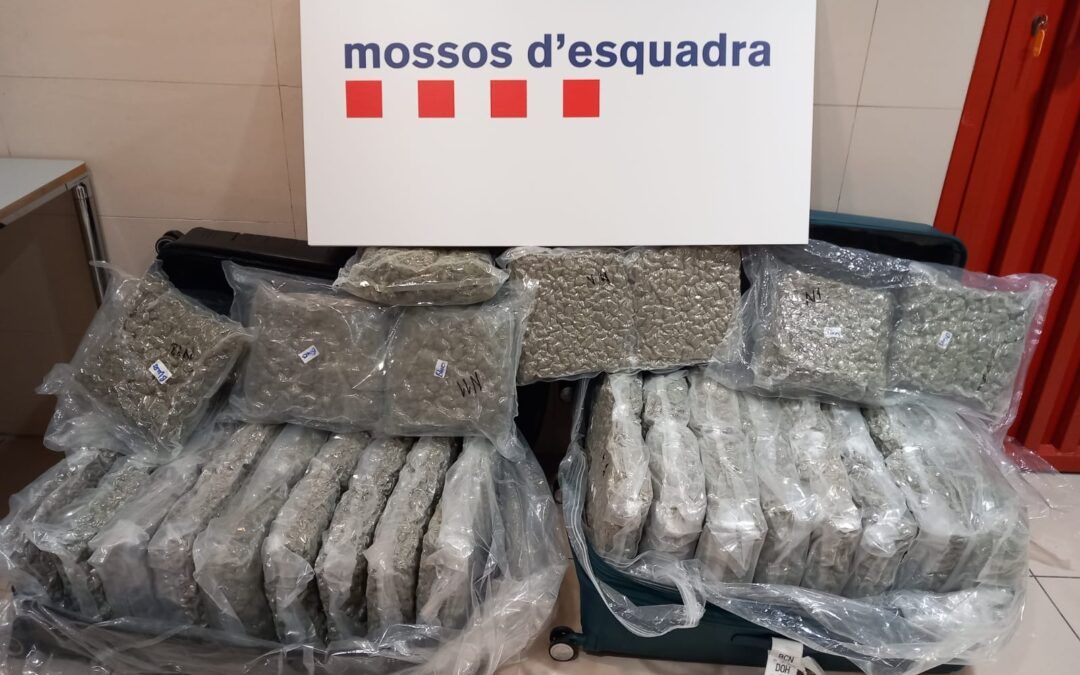 Detingut al Prat un home amb més de 51 kg de marihuana destinats a Alemanya