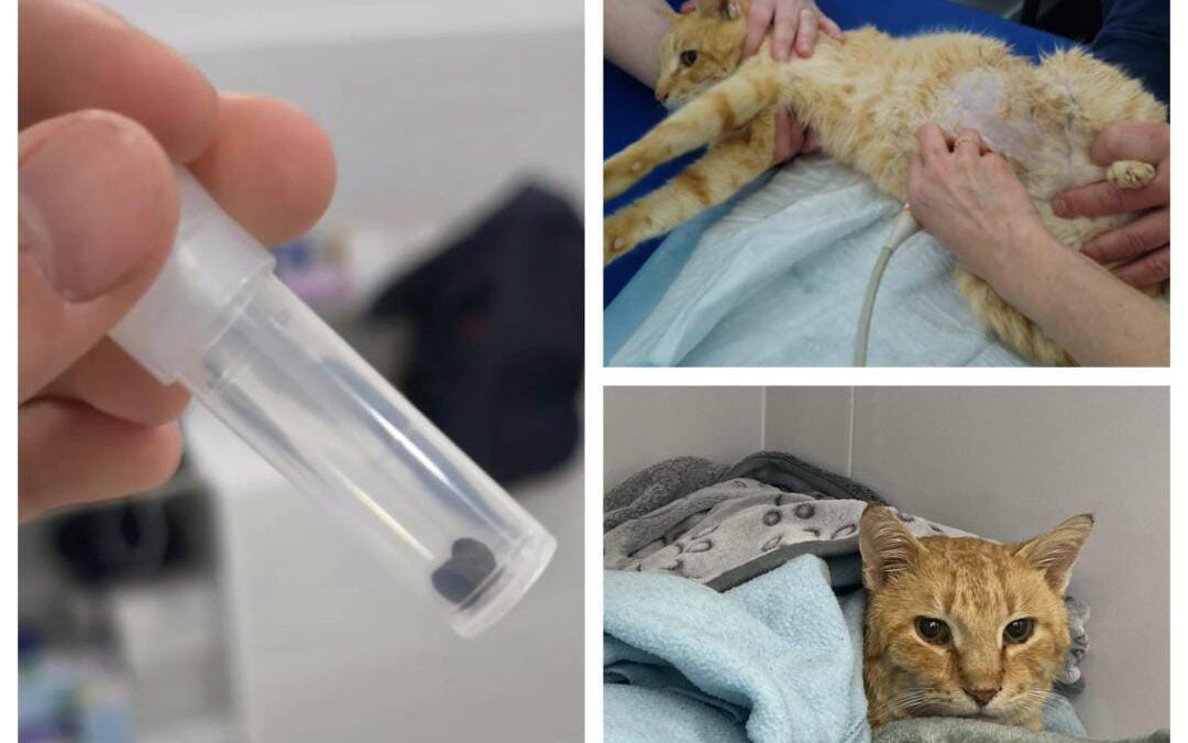 Creix la preocupació per atacs amb balins a animals al Prat