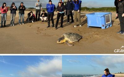 Tres tortugues tornen al mar després de recuperar-se al CRAM