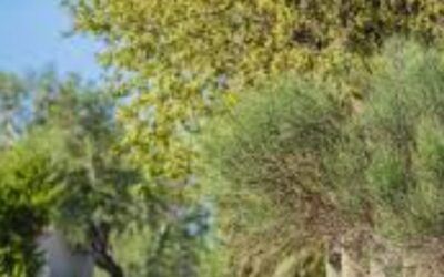 El Prat amplia la seva coberta arbòria amb la plantació de més de 1.000 nous arbres