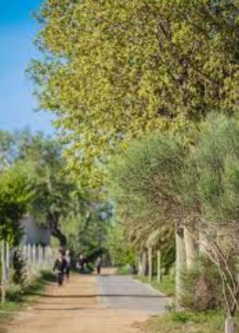 El Prat amplia la seva coberta arbòria amb la plantació de més de 1.000 nous arbres