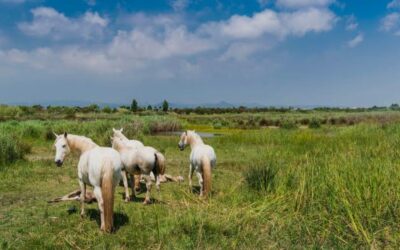 El Delta del Llobregat estrena una aventura interactiva per a famílies amb motiu del Dia de la Biodiversitat