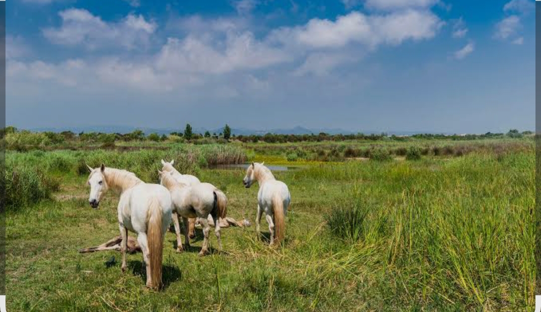 El Delta del Llobregat estrena una aventura interactiva per a famílies amb motiu del Dia de la Biodiversitat