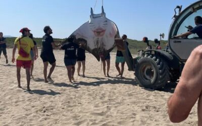 Un peix manta mor a la platja del Prat