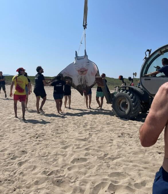 Un peix manta mor a la platja del Prat