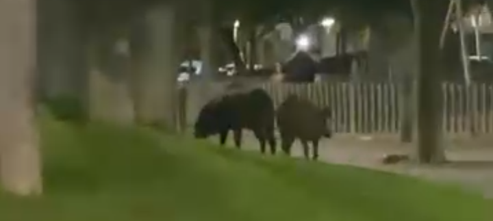 Una parella de senglars sorprèn els veïns al Parc de la Solidaritat