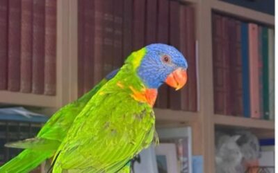 Jack, el lloro arc de Sant Martí que ha fugit volant al Prat, manté els seus amos en vetlla