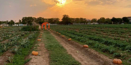 El Prat acollirà al setembre la Festa de la Carbassa a Cal Trilla