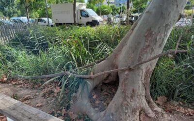 El cuidado de los árboles