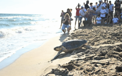 Lemon torna al mar i el Prat s’omple de vida en una defesta per la natura