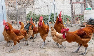 La Fira Avícola del Prat, sense cavalls però amb esperances per l’aviram