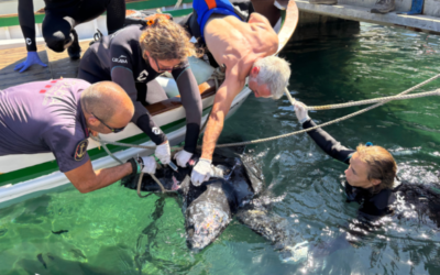 El CRAM tanca el 2025 amb gairebé 300 rescats de fauna marina al litoral català