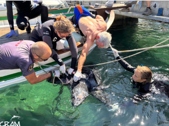 El CRAM tanca el 2025 amb gairebé 300 rescats de fauna marina al litoral català