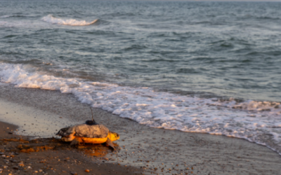 La tortuga Rotllà torna al mar després de la seva recuperació al CRAM