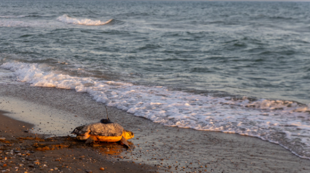 La tortuga Rotllà torna al mar després de la seva recuperació al CRAM