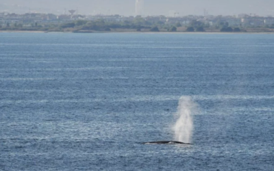 Dos balenes s’acosten a Ca l’Arana en un cap de setmana d’avistaments excepcionals