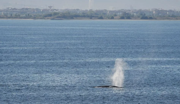 Dos balenes s’acosten a Ca l’Arana en un cap de setmana d’avistaments excepcionals