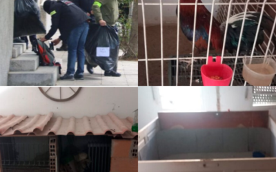 Un ampli operatiu policial a Riu Cardener destapa un ring de baralles de galls i deixa un detingut