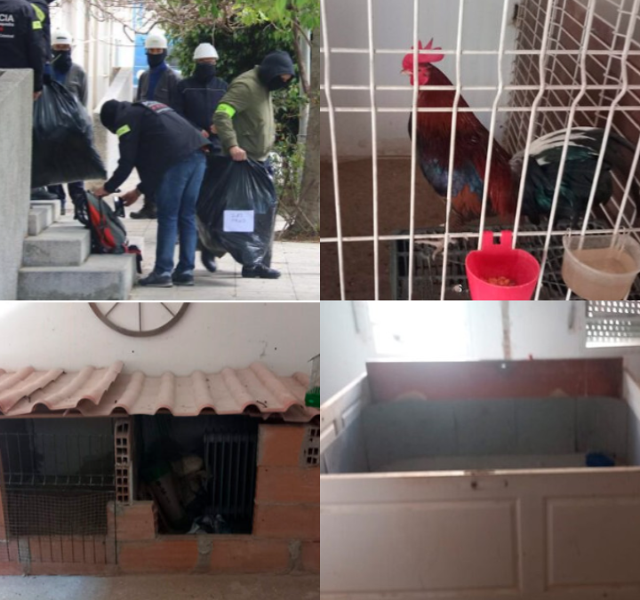 Un ampli operatiu policial a Riu Cardener destapa un ring de baralles de galls i deixa un detingut