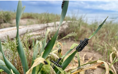 Detecten les primeres erugues zebra a les dunes de la platja del Prat
