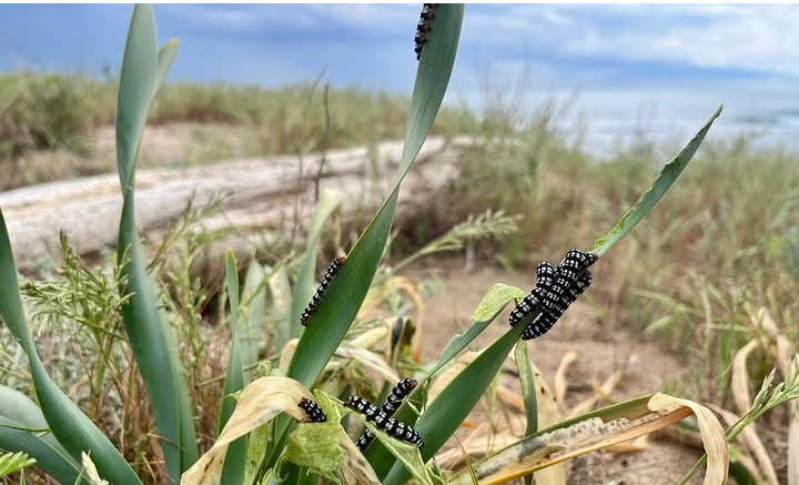 Detecten les primeres erugues zebra a les dunes de la platja del Prat