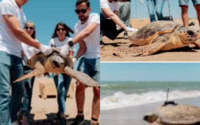 La tortuga ‘August’: torna al mar des del Prat després de mig any de recuperació