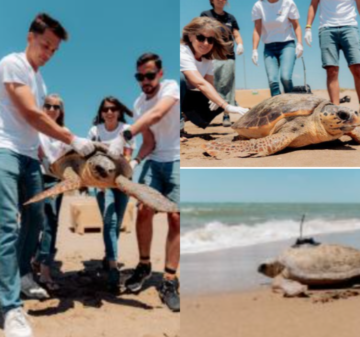 La tortuga ‘August’: torna al mar des del Prat després de mig any de recuperació